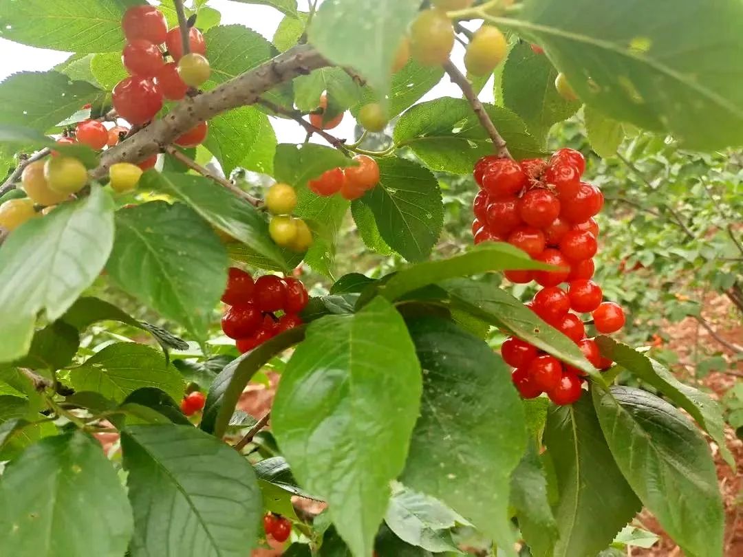 昆明今年樱桃采摘,新鲜樱桃上市