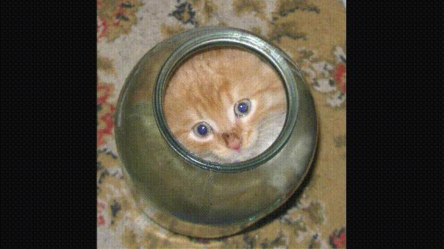 液体猫是真的吗,为什么都说猫咪是液体猫