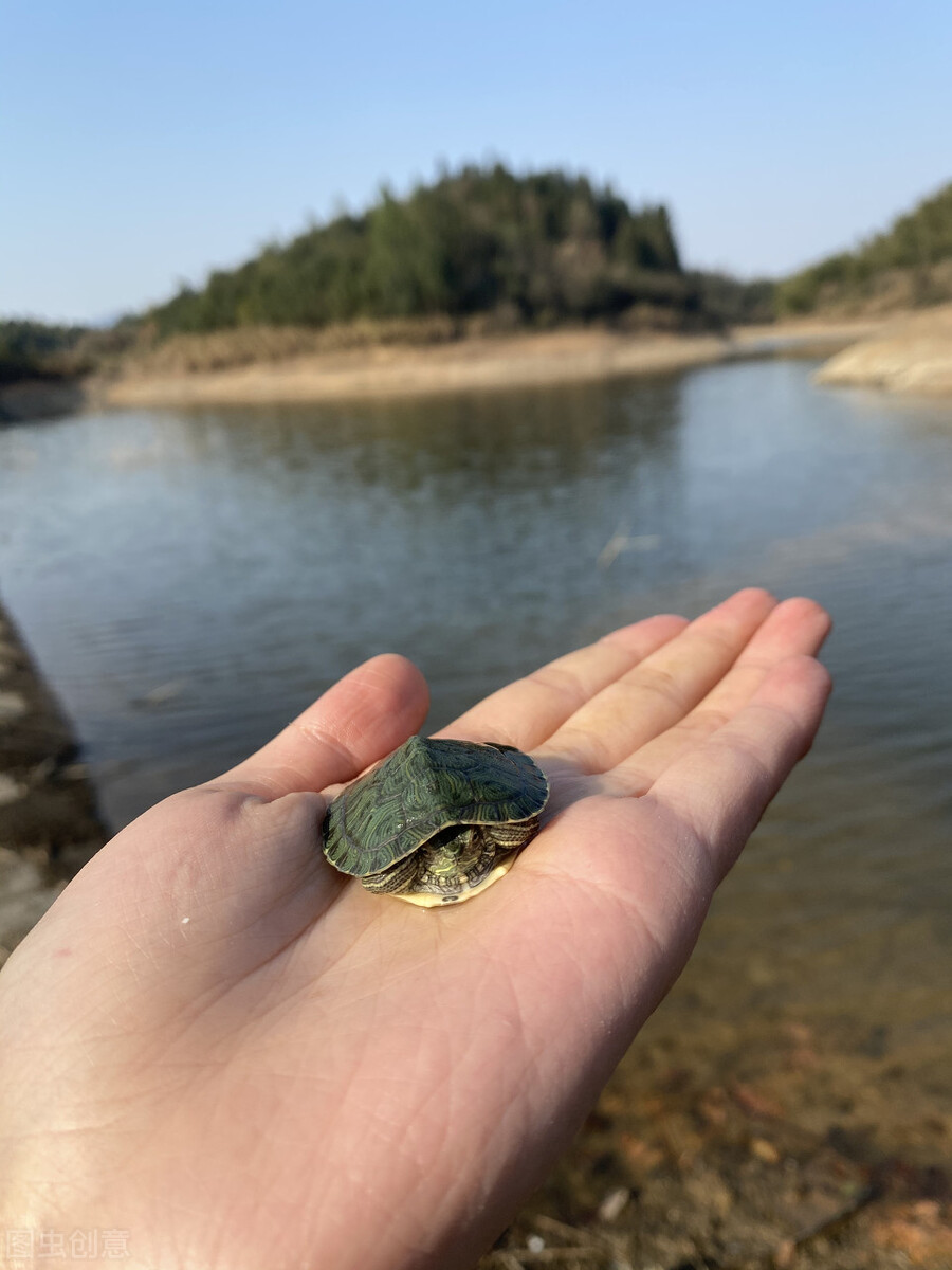 曾200元一只，农民争相养殖，如今南方泛滥