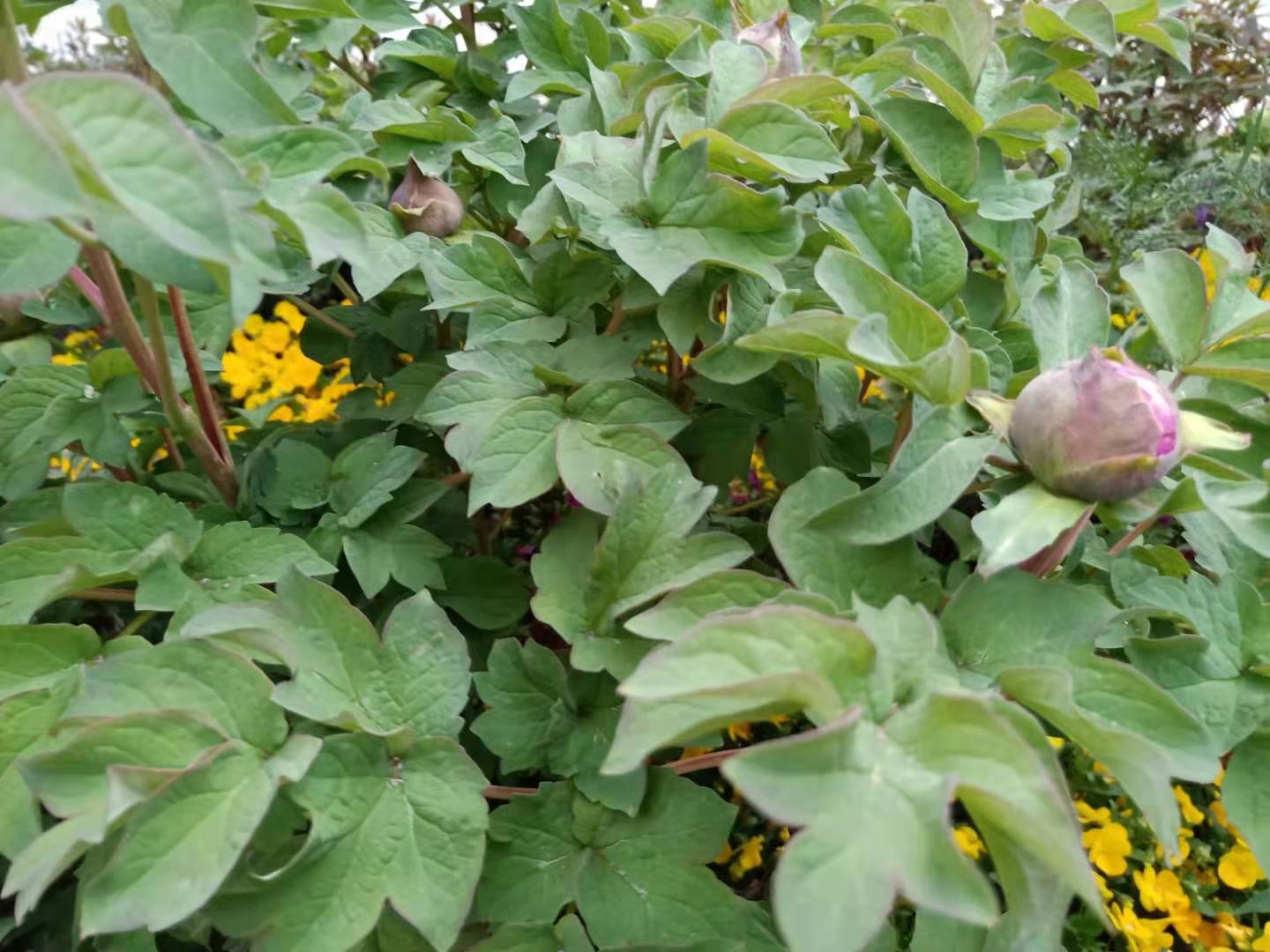 牡丹吊兰的养殖方法和注意事项,扶桑牡丹的养殖方法和注意事项