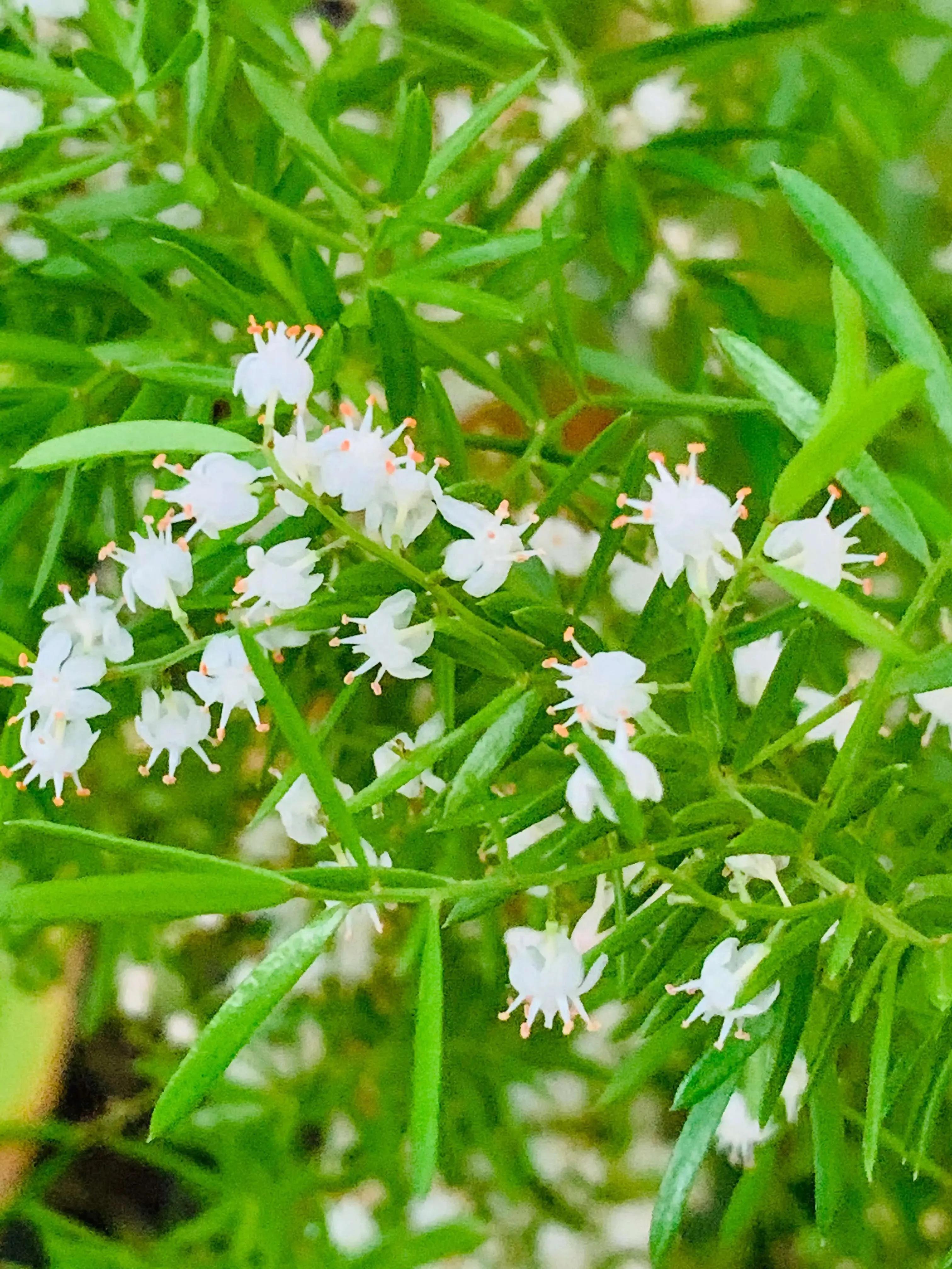 小小花朵——非洲天门冬