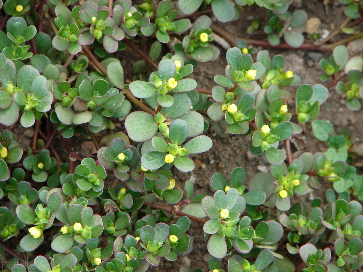 庆大霉素治观赏鱼肠炎怎么用,观赏鱼得了肠炎下药后的反应