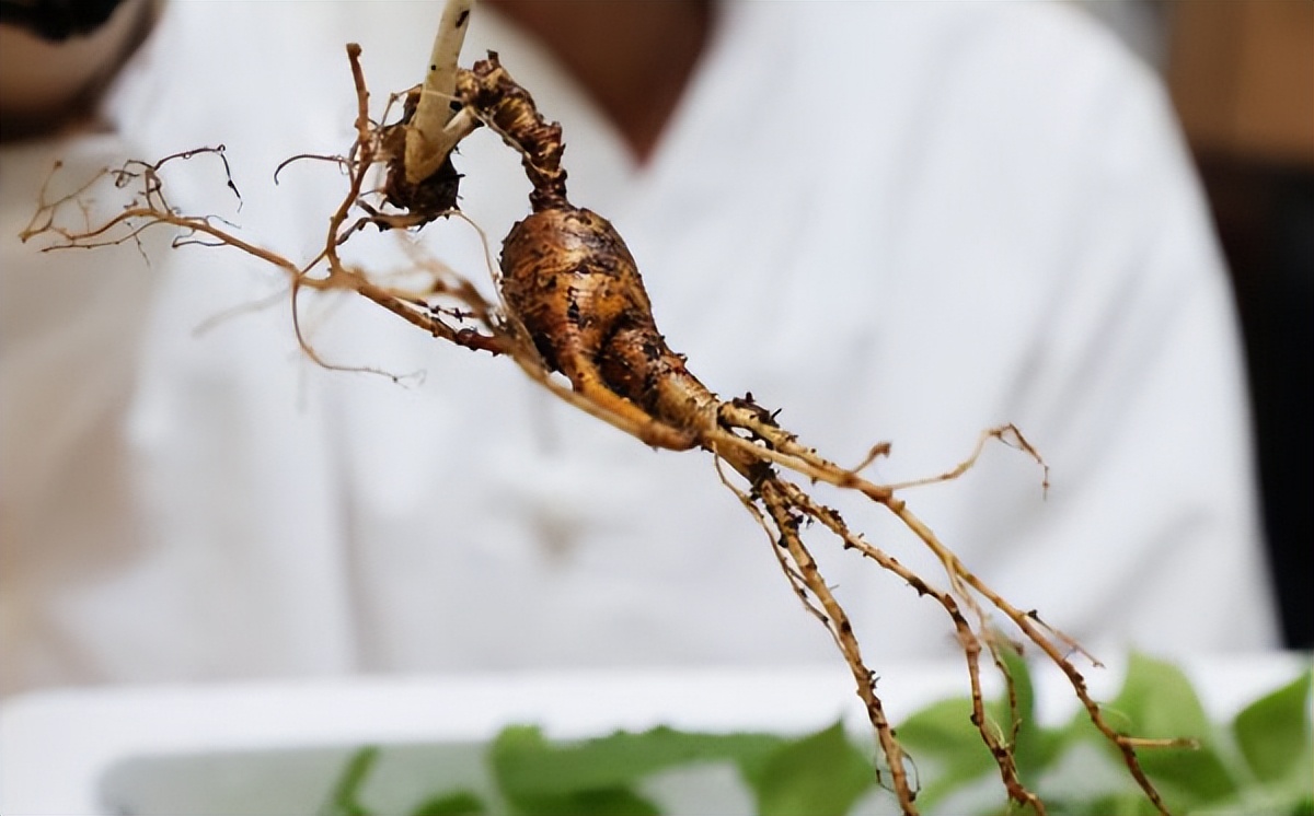 挖参人深山挖到百年孩儿参,韩国采参人挖到野生百年孩儿参
