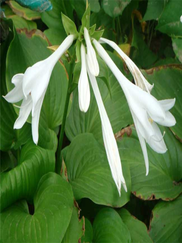 玉簪花的养殖方法,玉簪地栽养殖方法