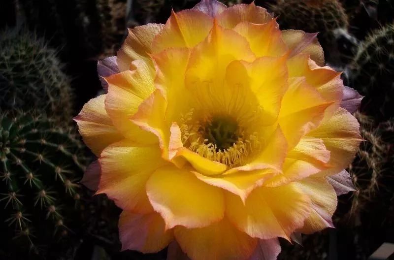 200种·仙人球开花图鉴，大开眼界，美到爆