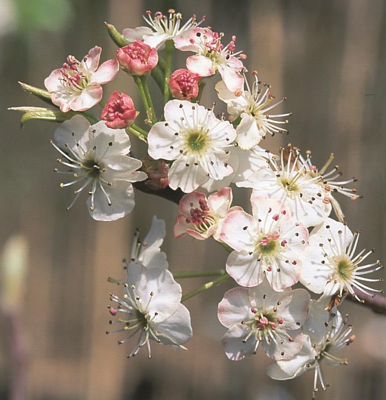 彩叶豆梨10-12公分最新报价,浙江彩叶豆梨多少钱一棵