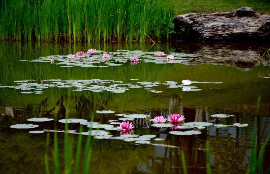 池塘荷花清凉宜人,清凉的池塘