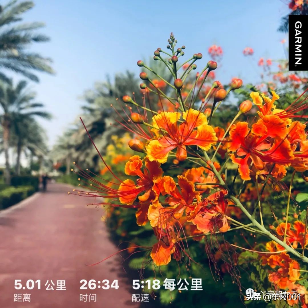 阿联酋容易有传染病吗,阿联酋沙尘暴频繁吗