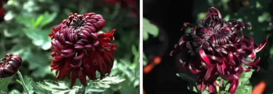 不是花中偏爱菊菊花开尽更无花,不是花中偏爱菊只是花开尽更无花