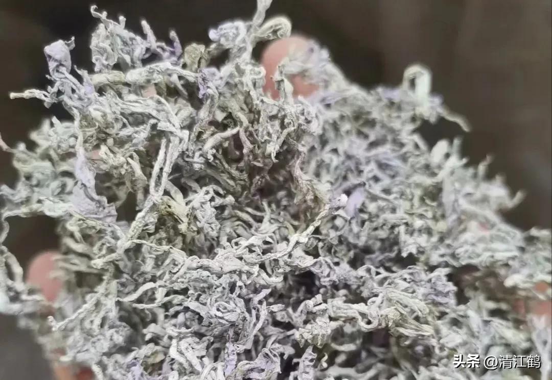 扦插藤茶苗生根的方法,藤茶扦插后不发芽怎么处理