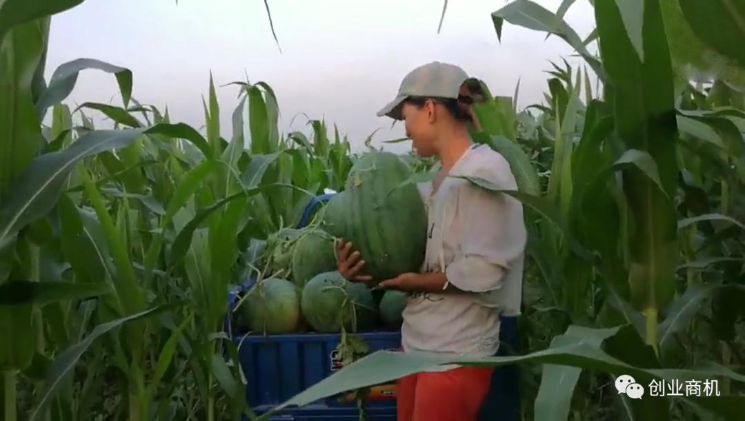农村种地收种技术,最新农村种植新模式