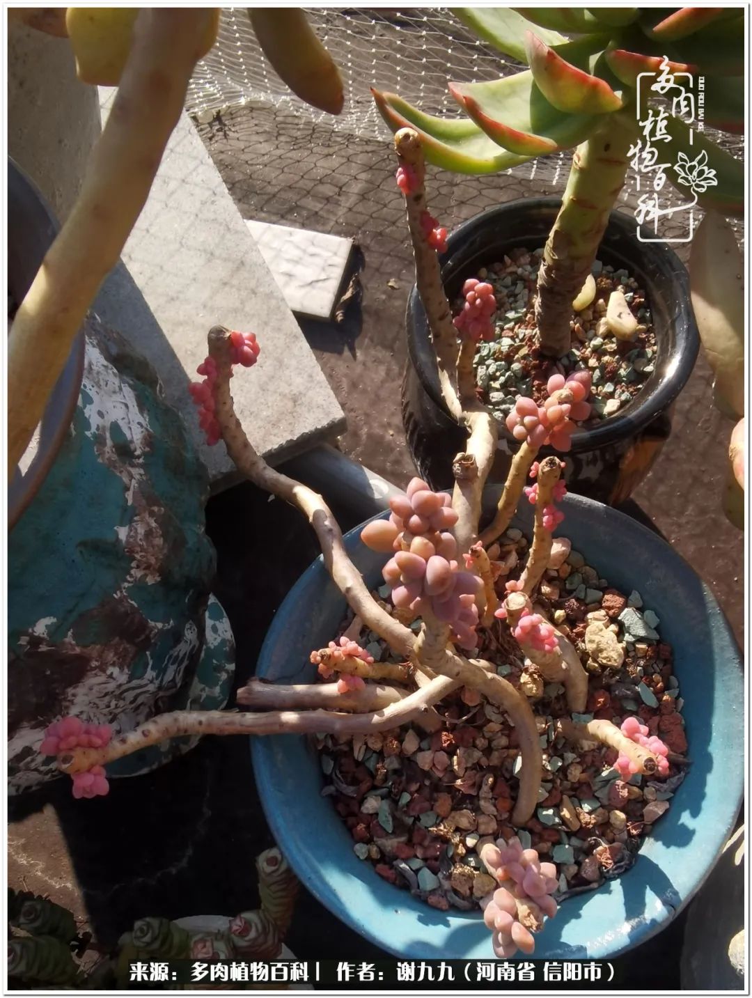 与多肉植物在一起的感怀,与多肉同行