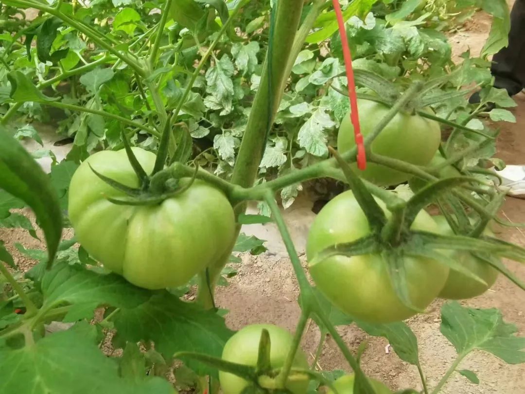 番茄出现畸形果的原因,番茄畸形果是什么原因引起