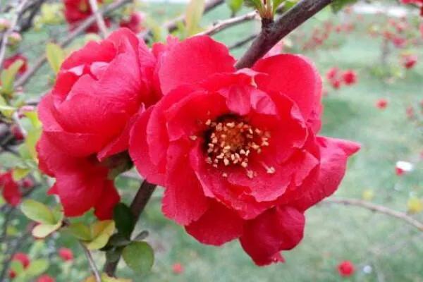 沂州海棠图片,临沂市花沂州海棠