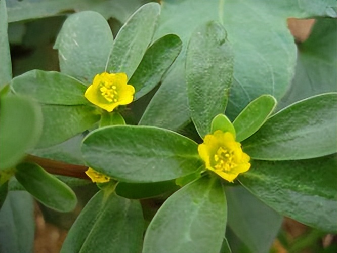 马齿苋其实是个宝！马齿苋的6大功效，你知道吗？看完涨见识了