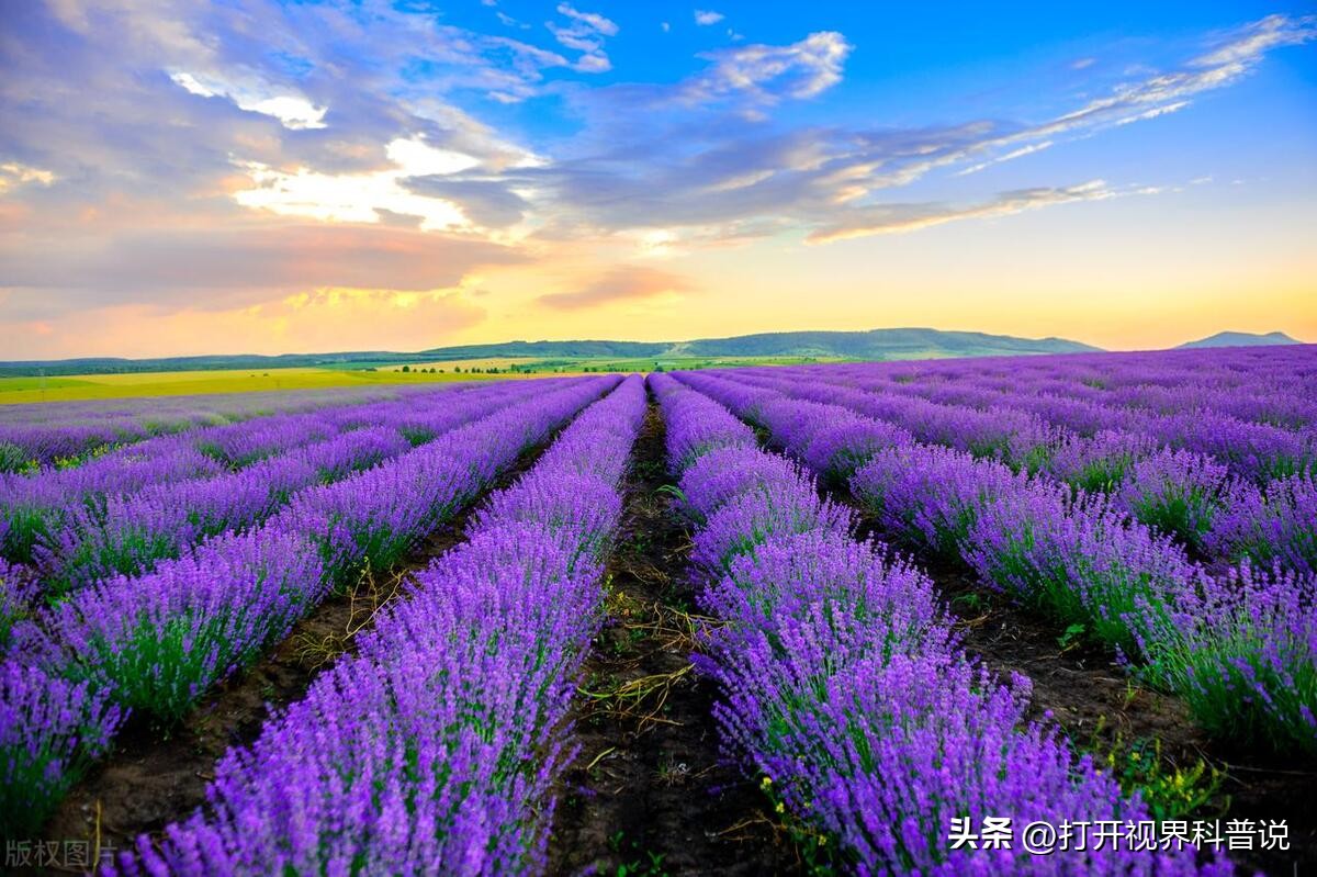 世界上最大的熏衣草田,世界著名的薰衣草田