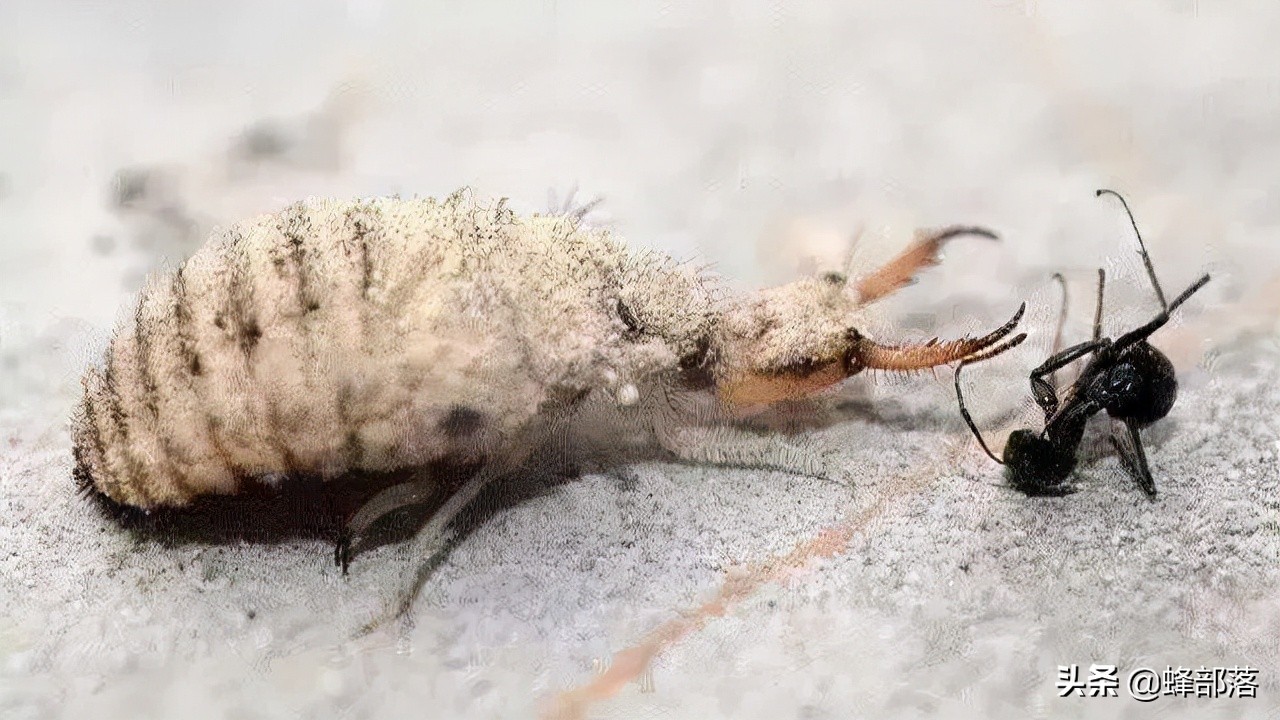 不长肛门，只吃不拉，习惯于“憋屎”的昆虫，它们真的好受吗？