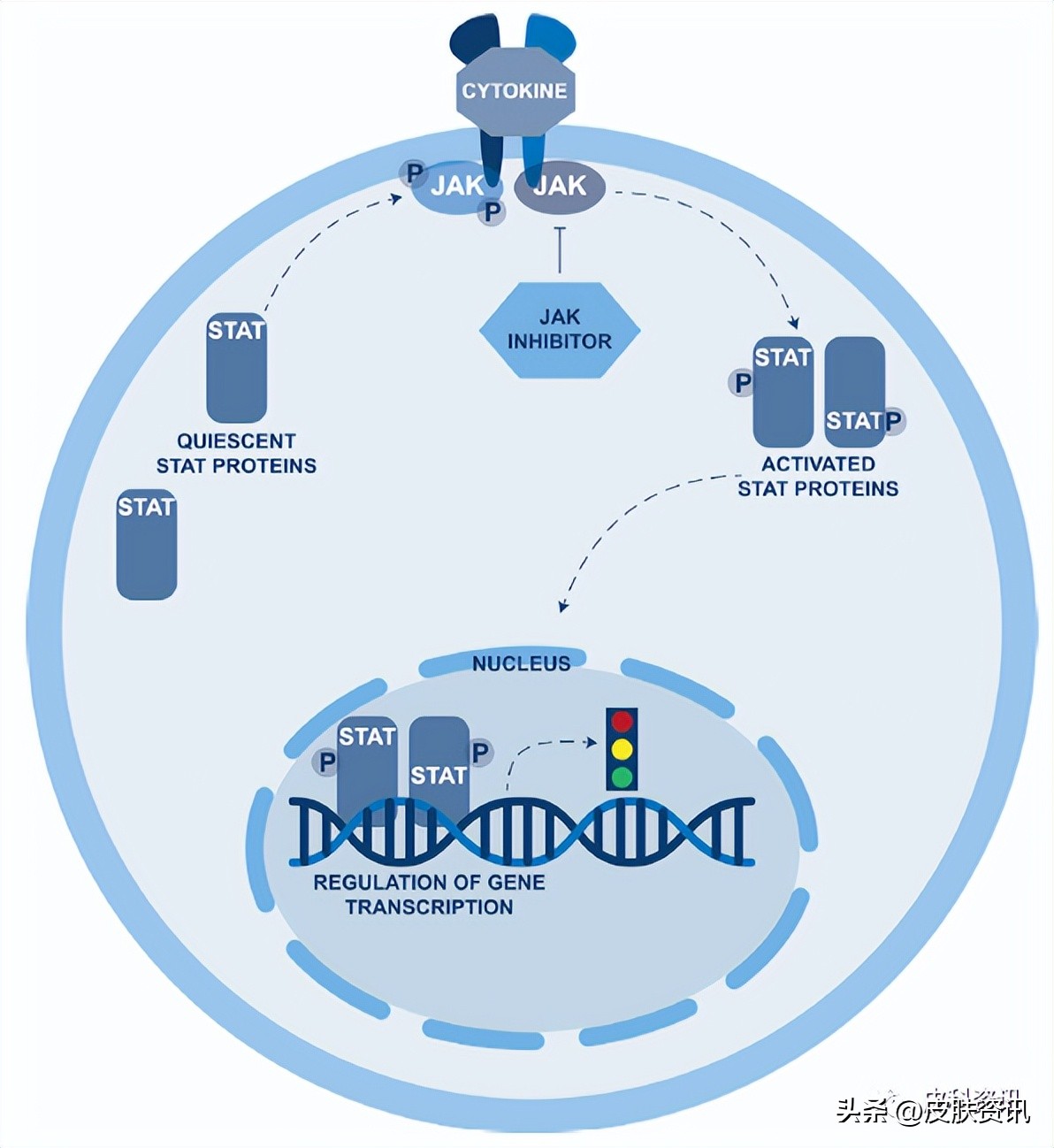 jak生物制剂,jak抑制剂治疗玫瑰痤疮吗