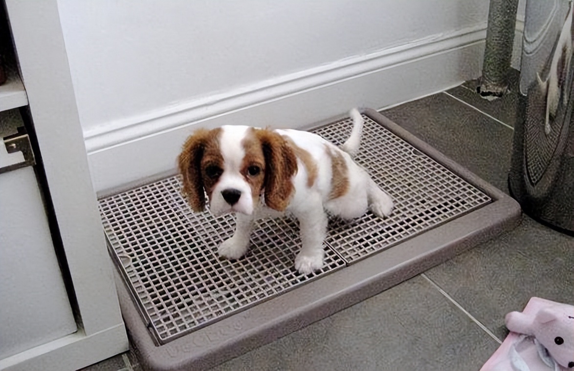 狗狗天天吃骨头有危害吗,狗狗天天吃鸡胸肉会有危害吗