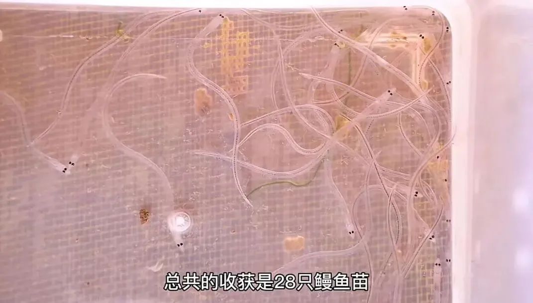 日本鳗鱼福建造，福建人林文生：一吨鳗鱼18万，利润五成