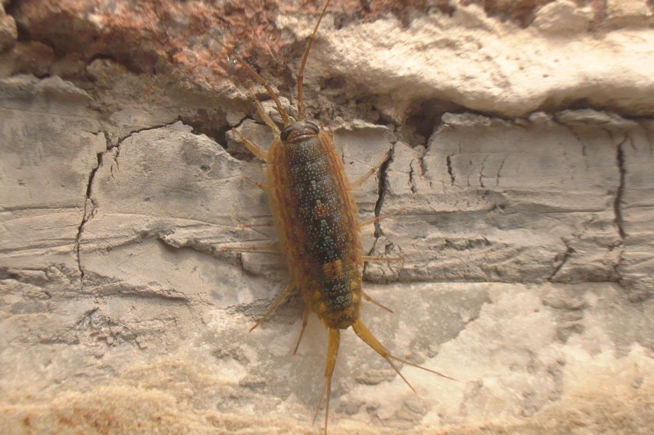 床上有潮虫怎么解决,怎么消灭床上的潮虫