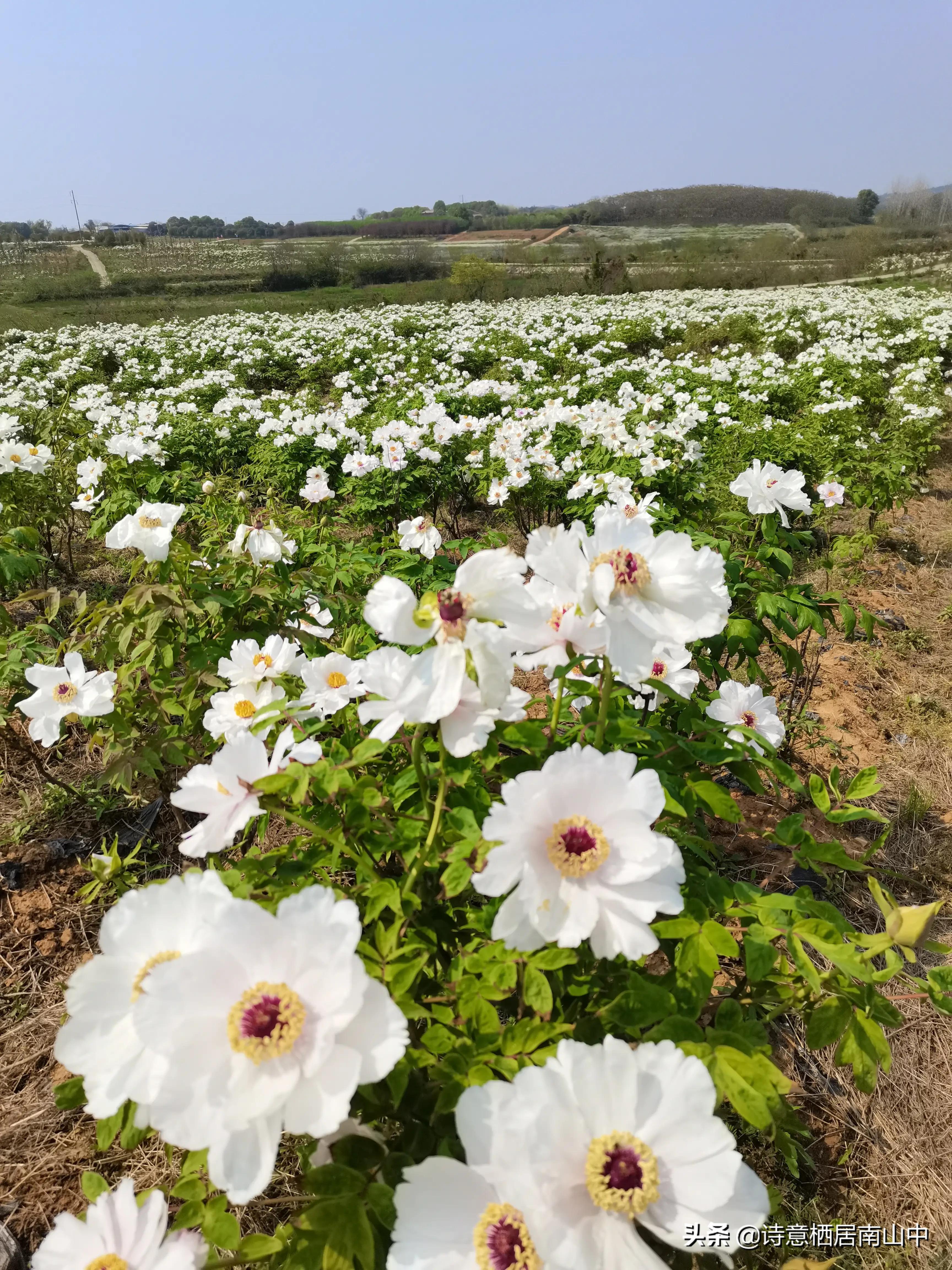 江夏鲁湖湿地公园,江夏金口鲁湖梦里田园