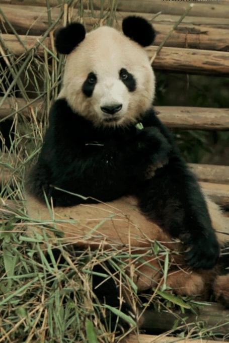 我真的太爱熊猫了，难不成上辈子是根竹子？