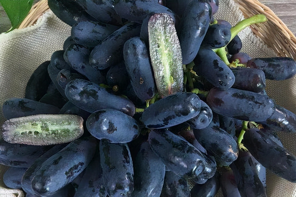 没有阳光的阳台适合种什么果树,适合南方阳台种植的果树有哪些