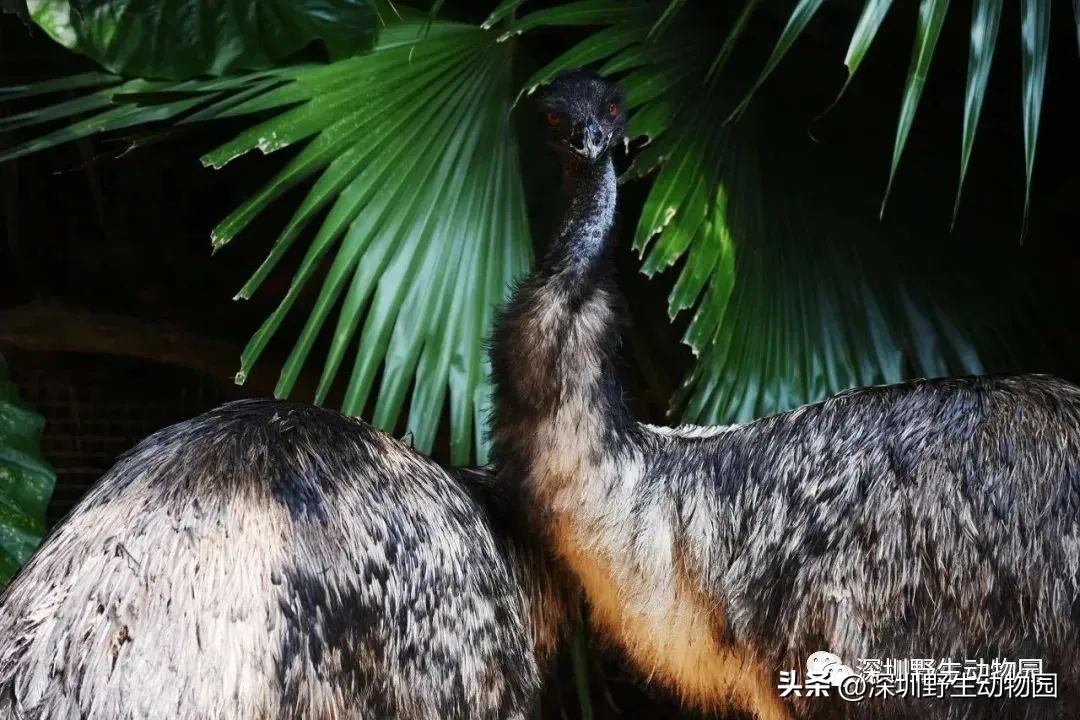 苗鸟怎么读,苗疆蛊事