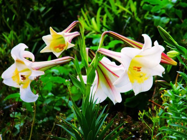 清明期间开的野花有哪些,清明节野花