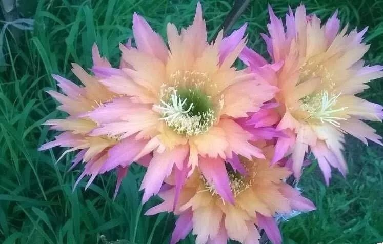 200种·仙人球开花图鉴，大开眼界，美到爆