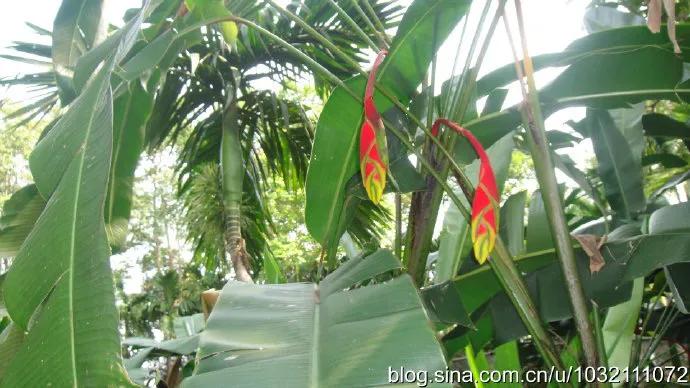 风情三亚之六：兴隆热带植物园