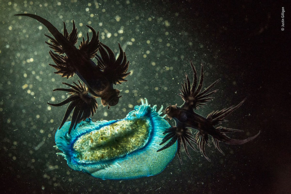 2018年度最佳野生动物摄影作品图集