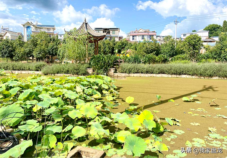 幸福新时代主题绘画图文,幸福盘龙