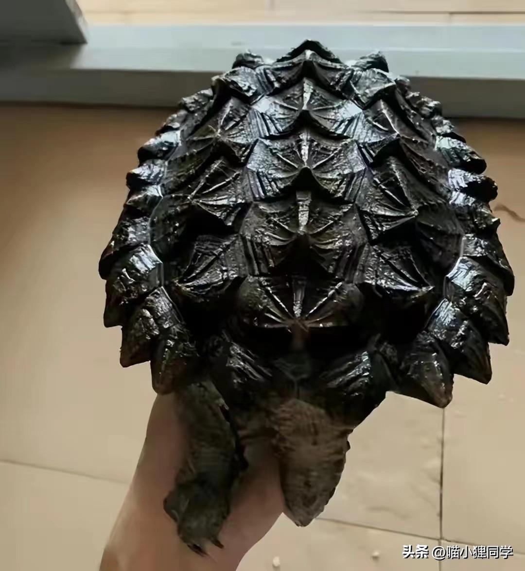 小鳄龟为啥养着养着就断尾了,以前不理解别人养宠物