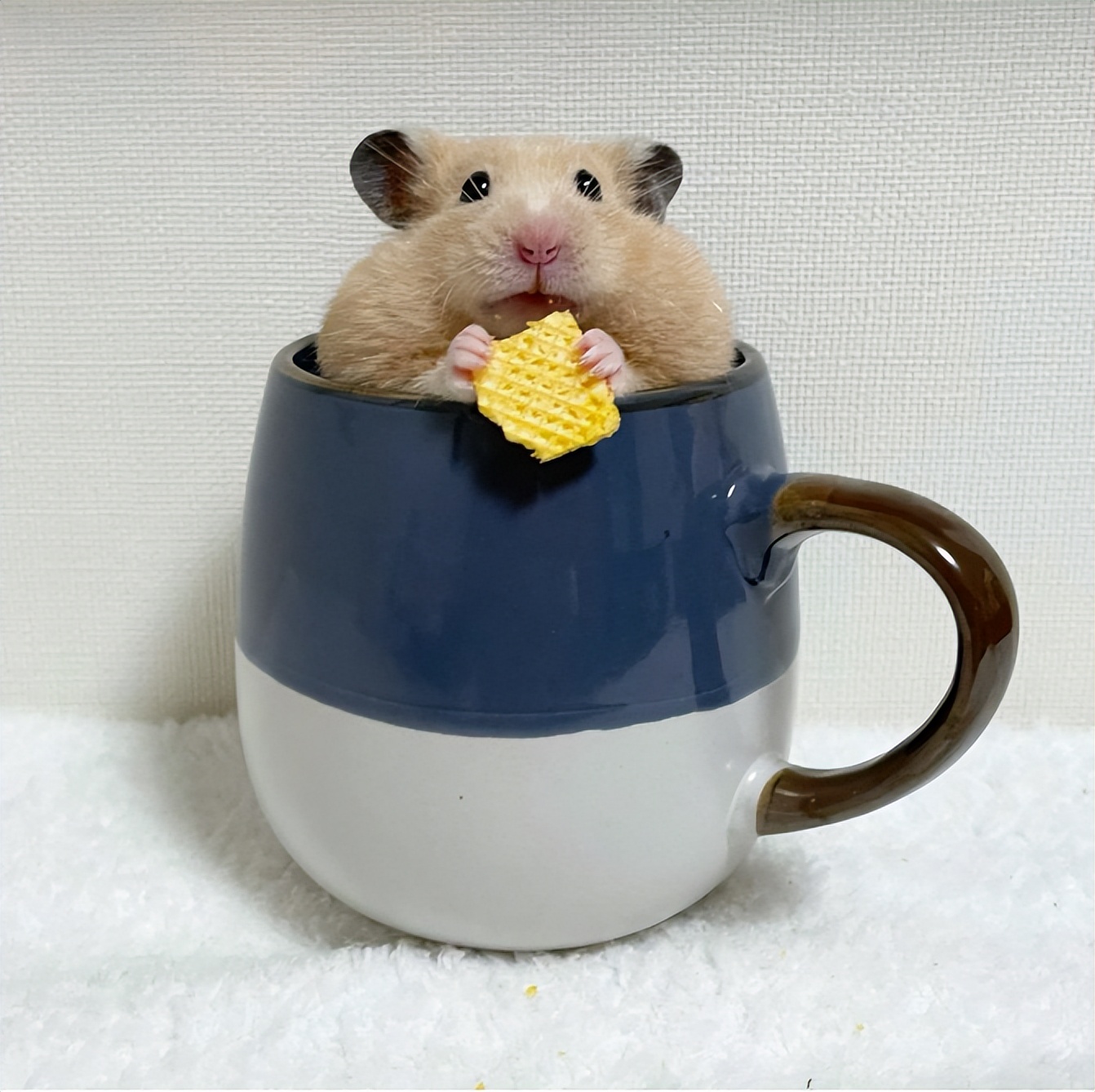 最可爱的萌宠排行榜,萌宠可爱程度排行榜