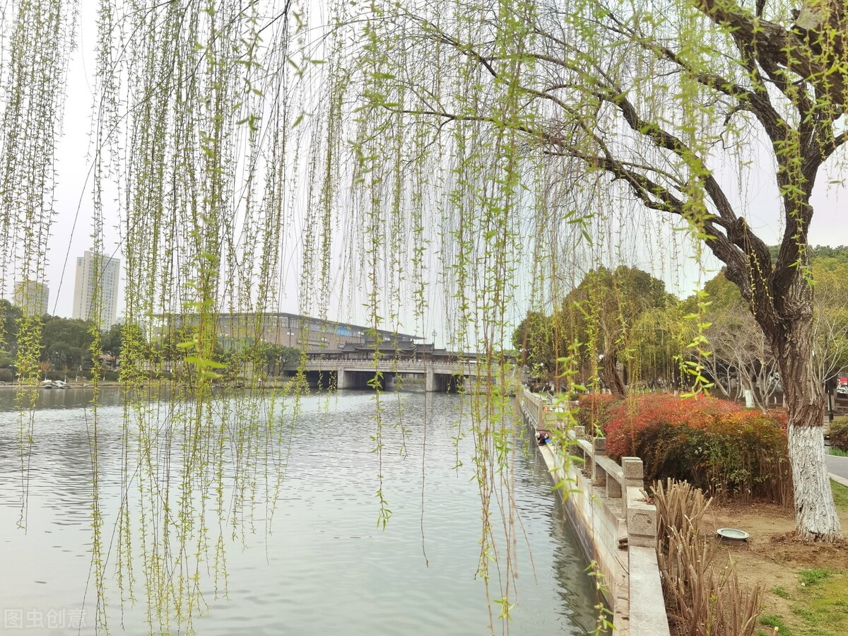 风吹杨柳万千条选段,风吹杨柳万千条指什么生肖