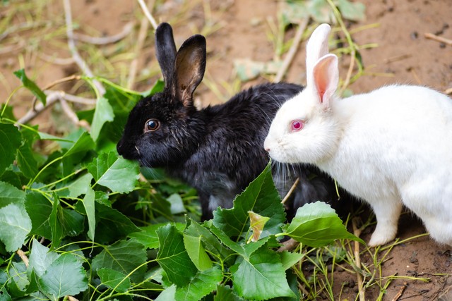养殖200只兔子一年盈利多少钱,养殖100兔子一年能赚多少钱