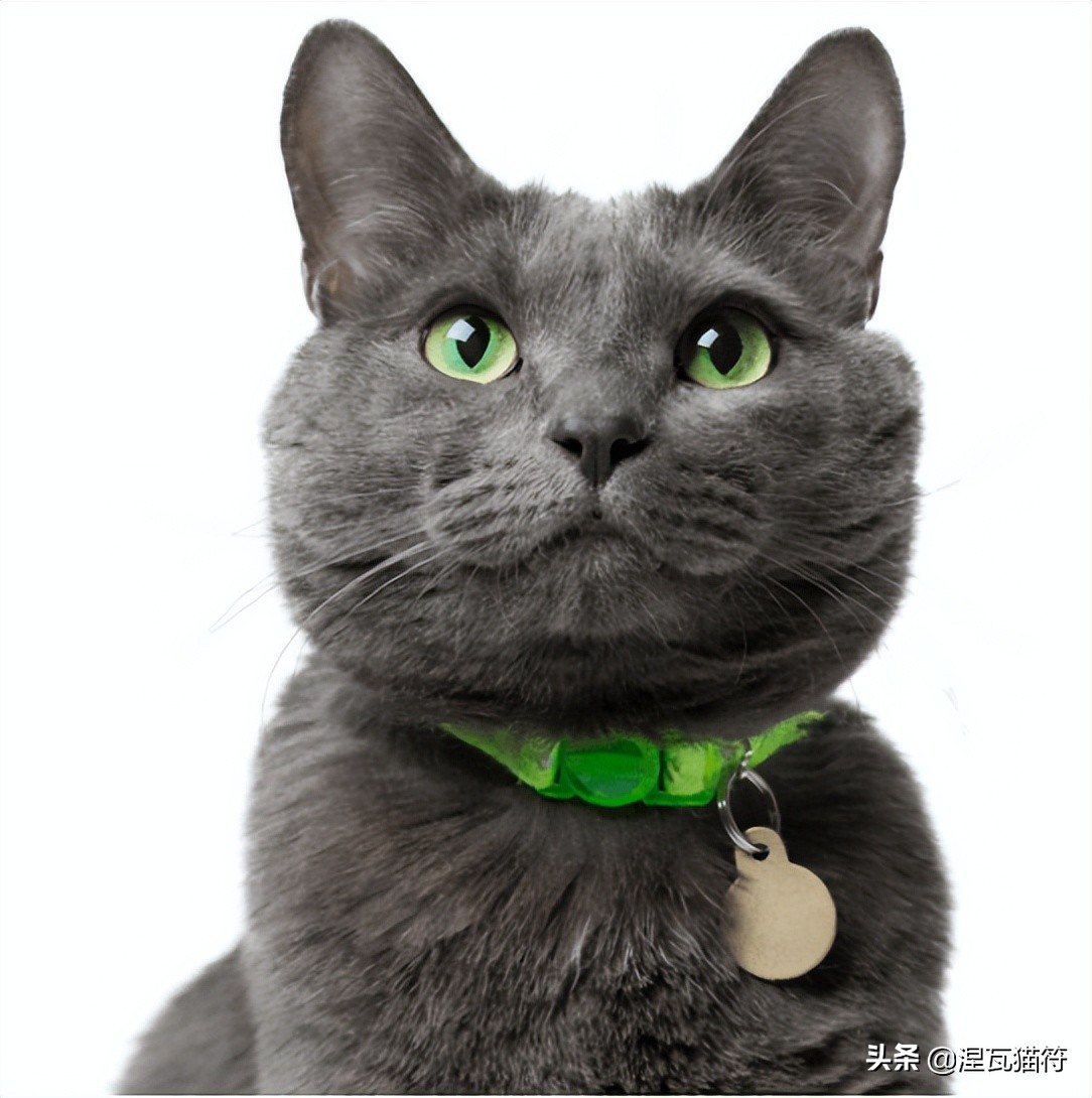 俄罗斯蓝猫法国蓝猫英国蓝猫,欧系俄罗斯蓝猫