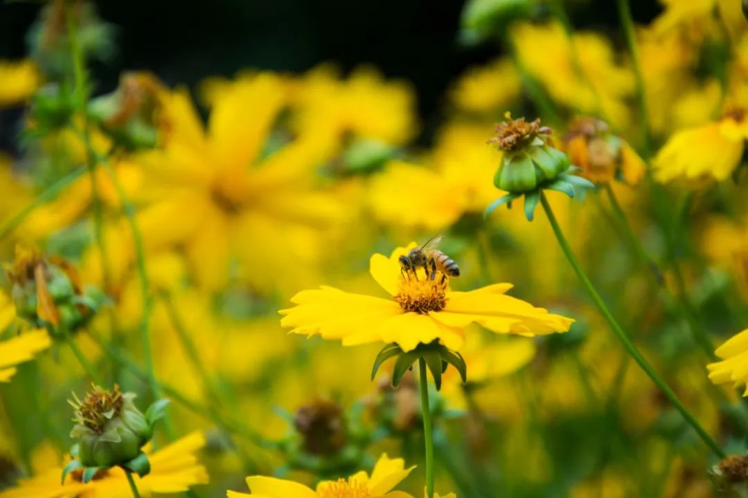 30首初夏诗词,暮春初夏的唯美诗词