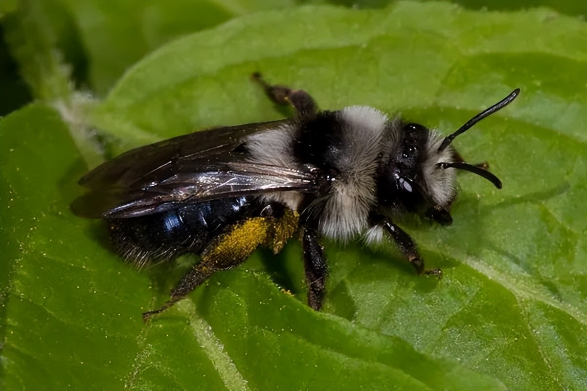 昆虫界的大熊猫有人见过吗?