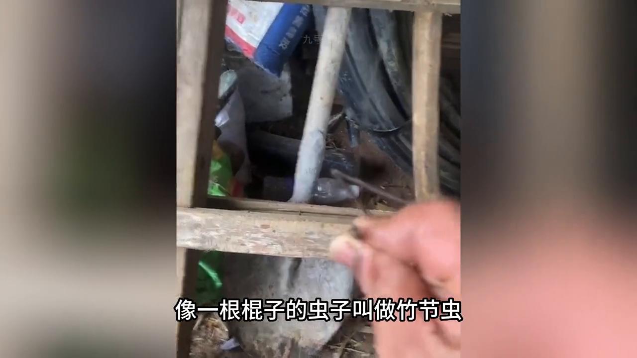 诡异的生物被大量发现?手臂上被某种虫子吸附