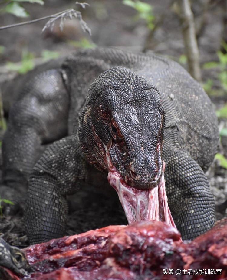 动物界中最强大的动物,动物界中最强动物