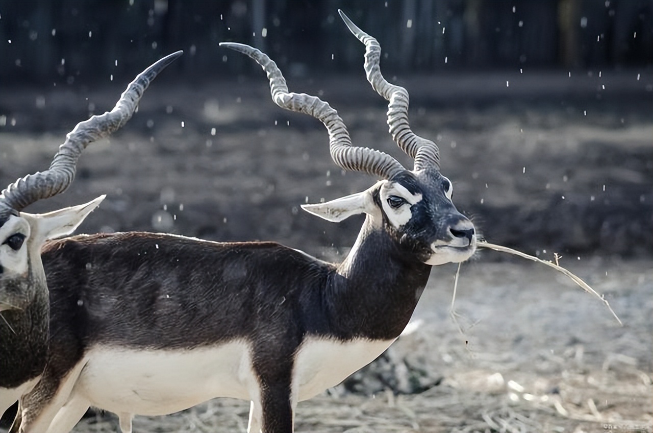 动物界的短跑冠军前10名,动物界中跑得最快的是谁