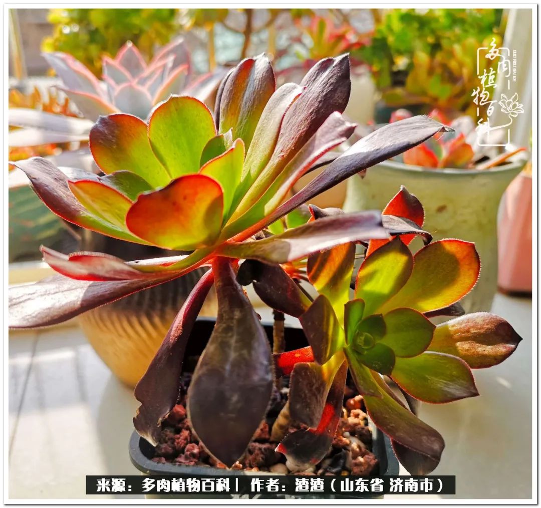 一个并不优秀的90后,何以解忧唯有多肉下一句