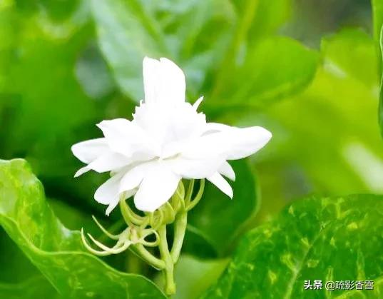 世间纵有百媚千娇，惟愿悠悠茉莉香，伴君岁月长