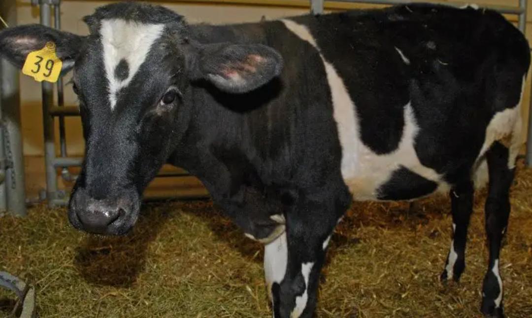 最可怕的朊病毒是什么,世界上最可怕的朊病毒