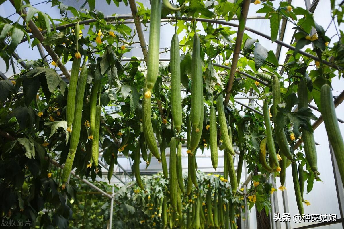 种植蔬菜苗什么时候能开花结果,吊蔓西瓜甜瓜如何正确留瓜