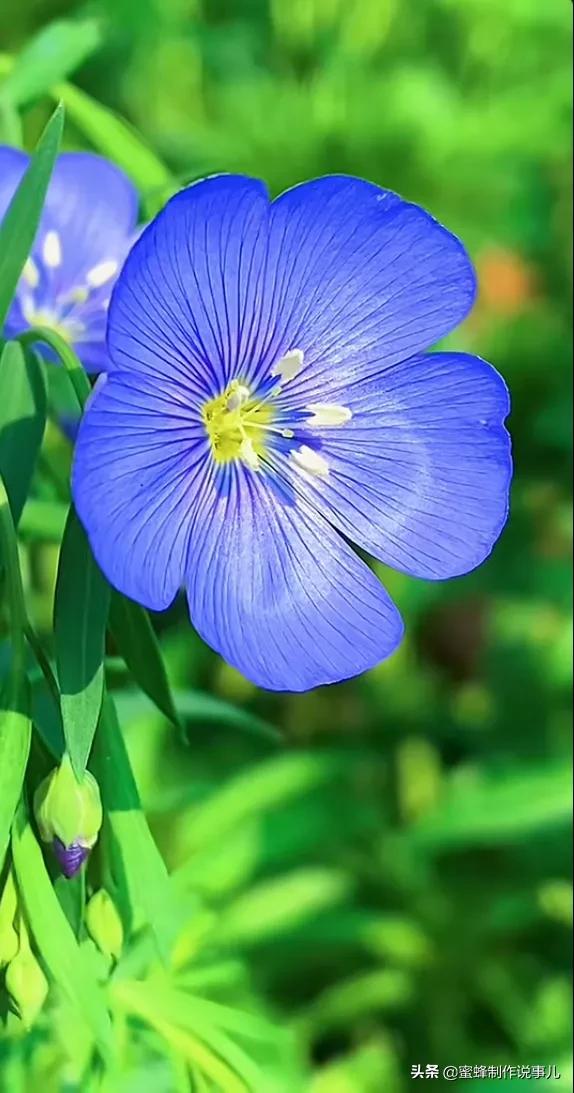 鸟语花香百花争艳让人陶醉,宁静祥和鸟语花香