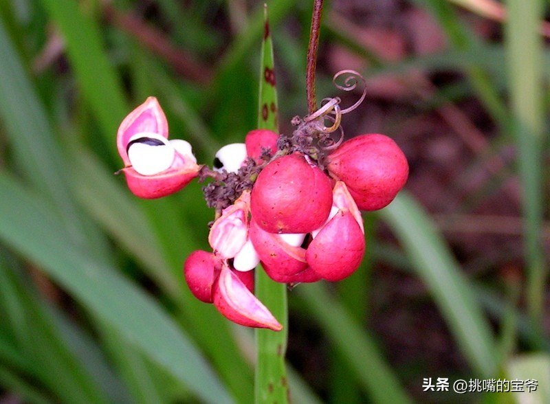 建国首日就与我国建交的非洲穷国，8种罕见水果，你见过几种